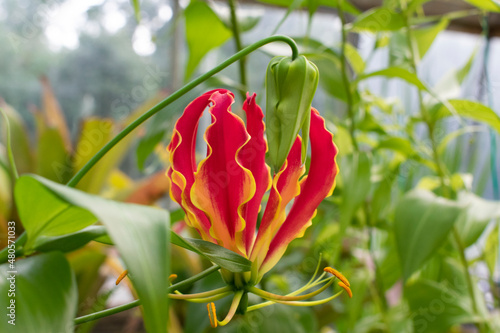 Gloriosa superba bright flower. Natural close up photo.