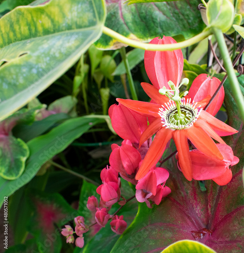 Passiflora coccinea bright red flower. Natural close up photo.