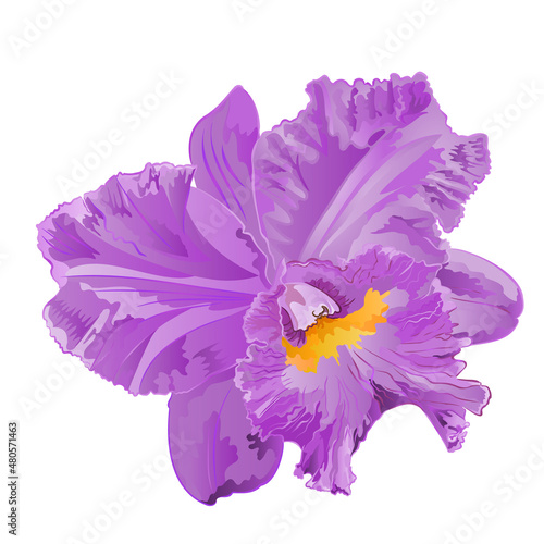 Cattleya orchid purple and yellow flower on a white background watercolor vintage vector illustration