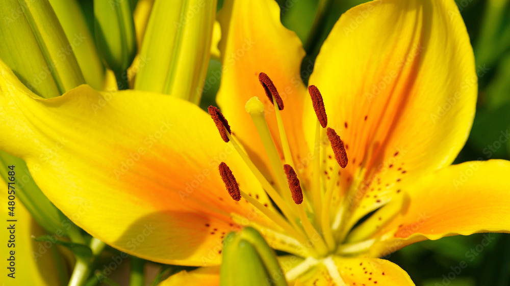 Close up of Yellow lily flower. Hemerocallis also called Lemon Lily, Yellow Daylily, Hemerocallis flava. Yellow lily flower, known as Lilium parryi, beautiful. Close up. Top view. Close up of Yellow lily flower. Hemerocallis also called Lemon Lily, Yellow Daylily, Hemerocallis flava. Yellow lily flower, known as Lilium parryi, beautiful. Close up. Top view.