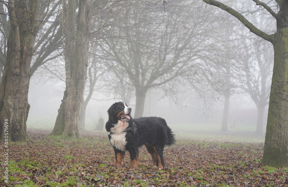 Bernese Mountain Dog in the park on a very foggy day 