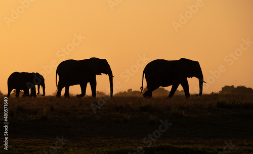 Elephant walking at sunset along the Chobe River in Botswana