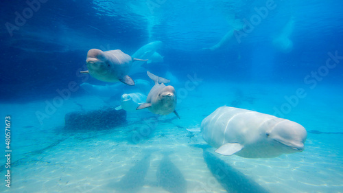 Beluga whale (Delphinapterus leucas) in an aquarium