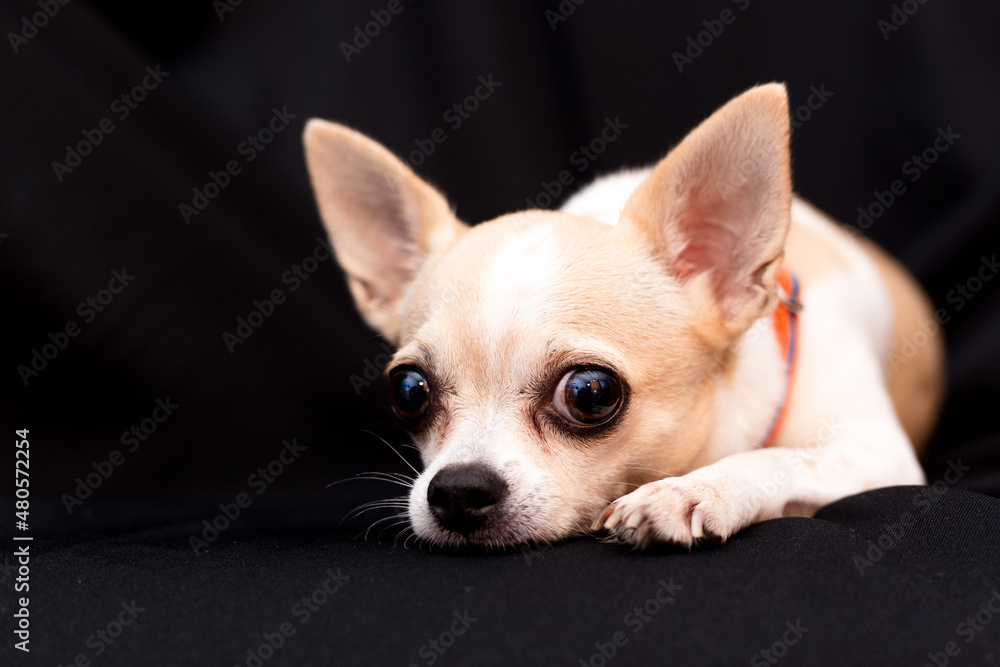 chihuahua  white brown dog on black background
