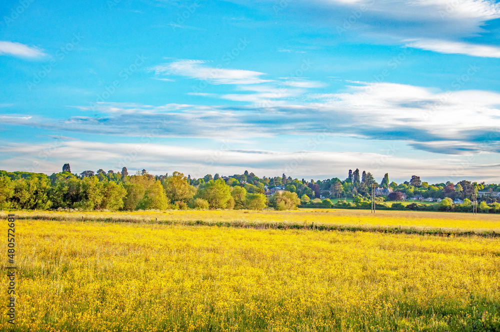 Fototapeta premium Buttercups in the summertime meadow.