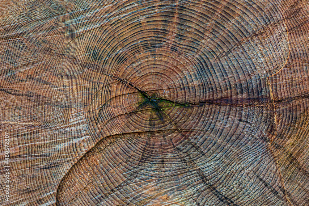 Fototapeta premium A full frame photograph of a cut tree trunk showing the tree rings
