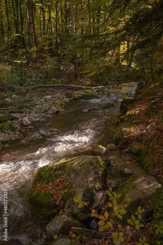 rivière dans le bois