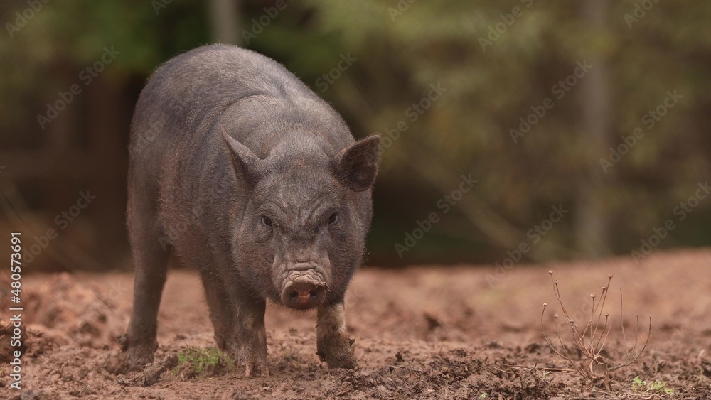 Household A Small Black Pig Standing On Farm. Pig Farming Is Raising And Breeding Of Domestic Pigs. Animal Husbandry Household A Small Black Pig Standing On Farm. Pig Farming Is Raising And Breeding Of Domestic Pigs. Animal Husbandry