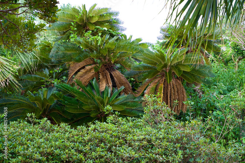 Tropical plants at national Okinawa park. photo