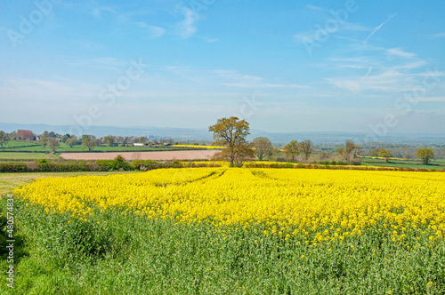 Yellow fields of summer.