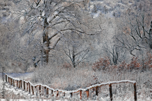 a tree near a snow-covered fence in the carpathians