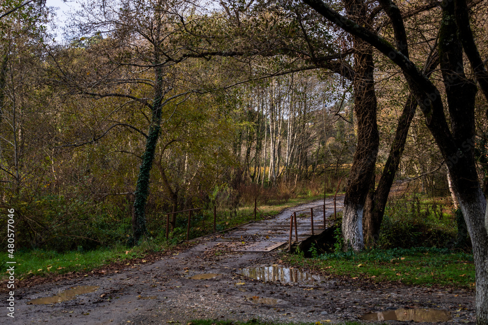 Landscape with a small mountain river in tropical thickets in late autumn in the Caucasus mountains in Abkhazia.