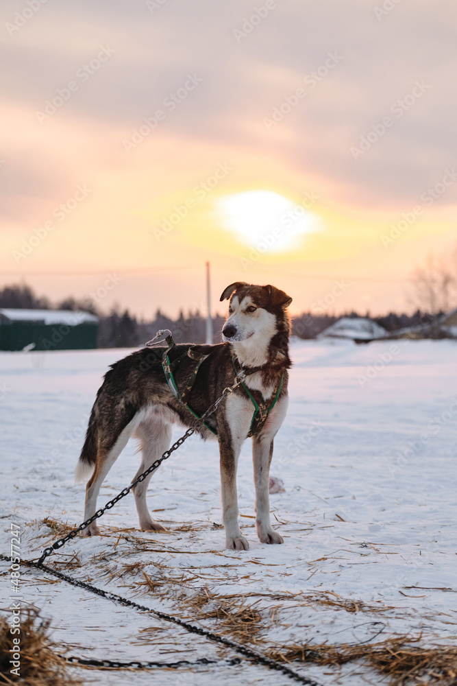 Naklejka premium The Northern sled dog breed Alaskan Husky is chained to steak out in snow in winter before start of race. Sporty gray half breed with hanging ears is resting and gaining strength and energy.