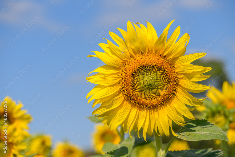 Beautiful big sunflowers in the garden, Lop buri, Thailand.