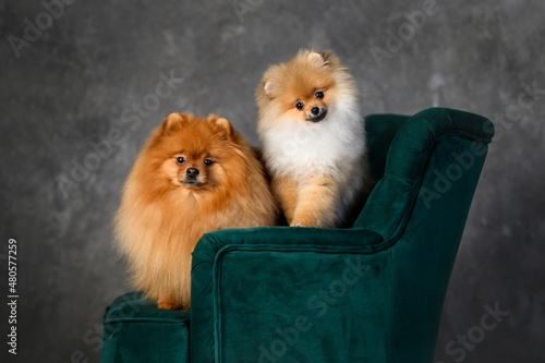 two beautiful spitz dogs posing on a green sofa together