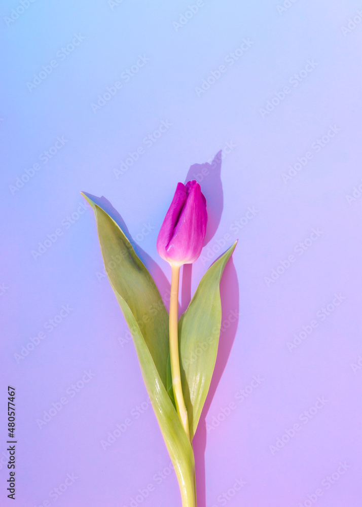 Purple vibrant colorful tulip flower on a purple blue background. Spring visual still life concept. Violet aesthetic nature flower.