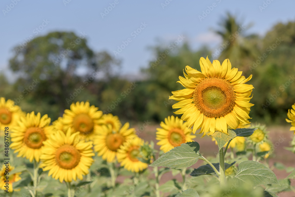 Fototapeta premium sunflowers in the garden, Lop buri, Thailand.