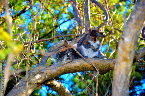 squirrel on tree