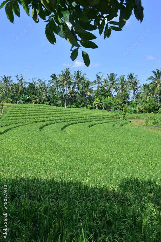 View of lush green rice paddy field in Bali, Indonesia. 