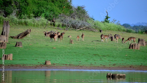 herd of deer © Manish