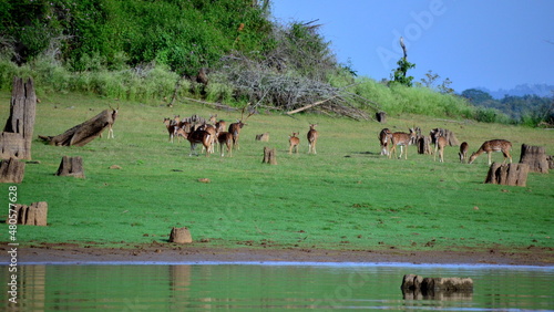 herd of deer