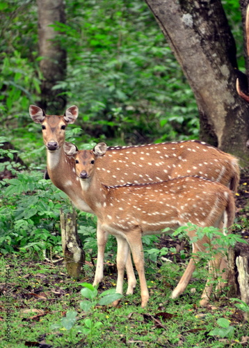 deer in the forest