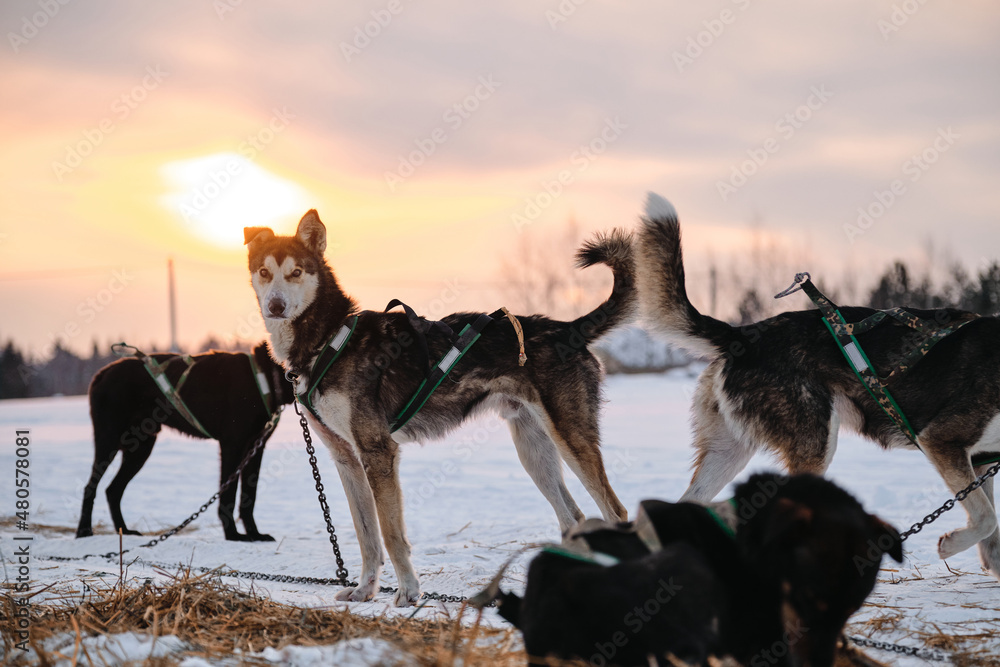 Naklejka premium The Northern sled dog breed Alaskan Husky is chained to steak out in snow in winter before start of race. Sporting mestizos at sunset. Dogs gain strength running training.
