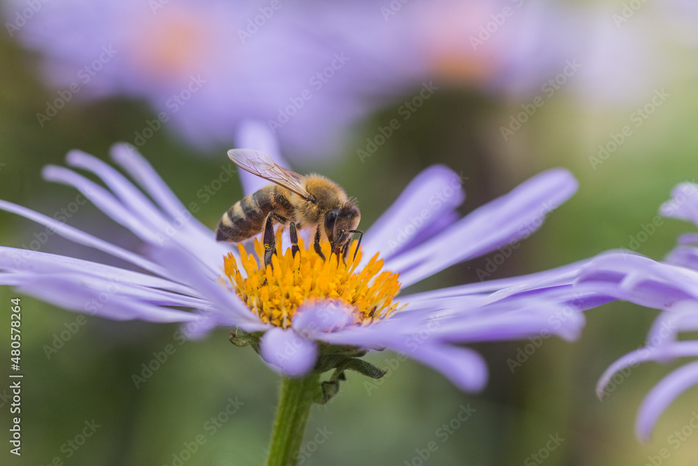 Aster alpinus or Alpine aster purple or lilac flower with a bee collecting pollen or nectar. Purple flower like a daisy in flower bed. Aster alpinus or Alpine aster purple or lilac flower with a bee collecting pollen or nectar. Purple flower like a daisy in flower bed.