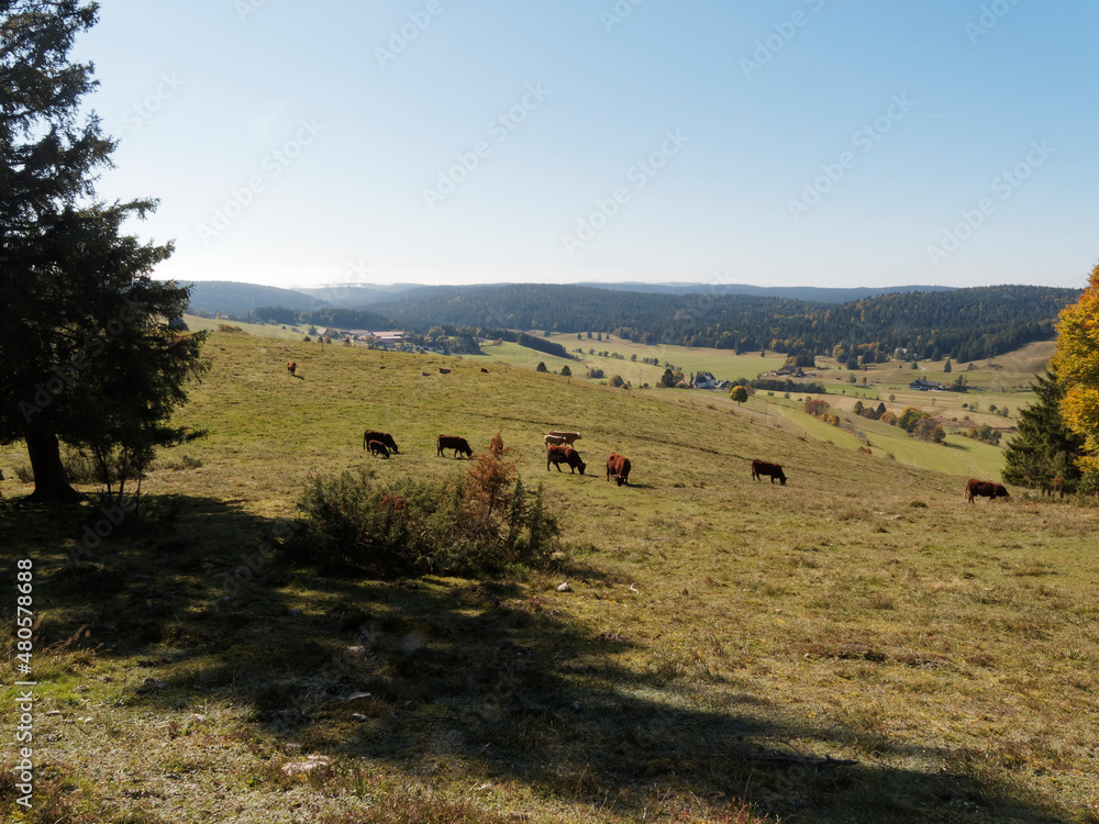 Obraz premium Ibach im Hotzenwald. Naturpark Südschwarzwald in Herbstlichtern entlang des Panoramaweges. Wälder und kleine Hochmoore mit seltenen Tieren und Pflanzen Naturfreunde an