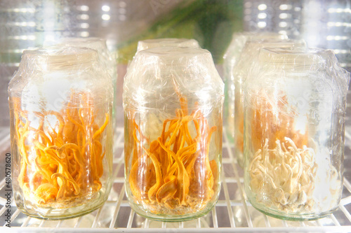 Foto Good quality Cordyceps mushrooms raised in a jar.