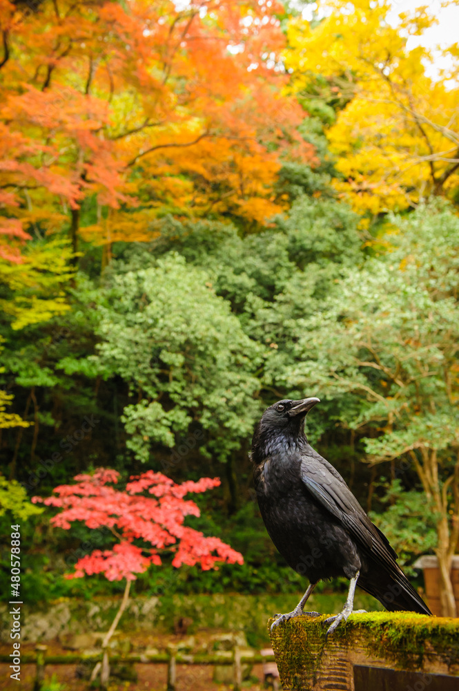 Obraz premium A crow in the background of autumn leaves