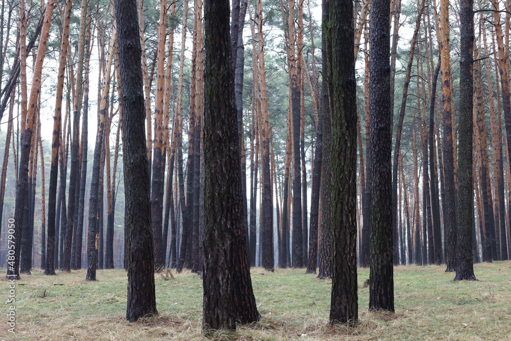 Fototapeta premium warm winter in the pine forest 