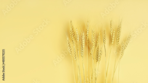 Spikelets of ripe wheat on yellow background with copy space 