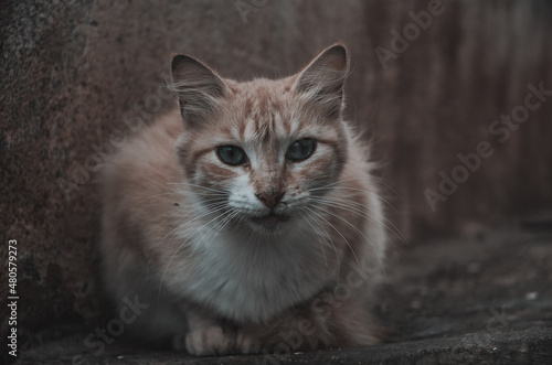 Fototapeta Naklejka Na Ścianę i Meble -  maine coon cat
