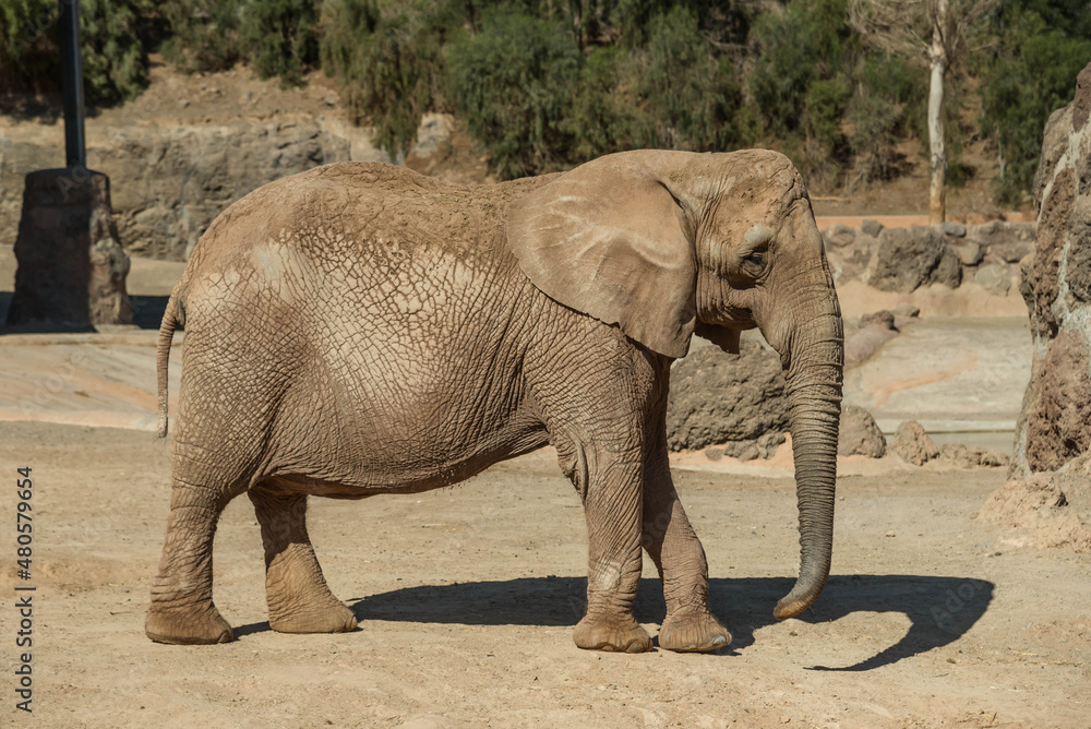 Fototapeta premium African elephant standing in profile 