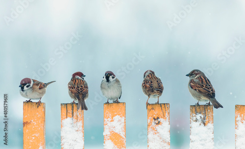 flock small sparrow birds sit on a wooden fence in the village on a snowy win...