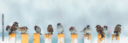 panoramic photo with a flock of small birds, sparrows sit on a wooden fence in t Fototapeta