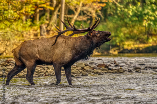 Bull Elk in rut bugling as it crosses river photo
