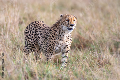 Gepard auf der Jagd © renatehenkel