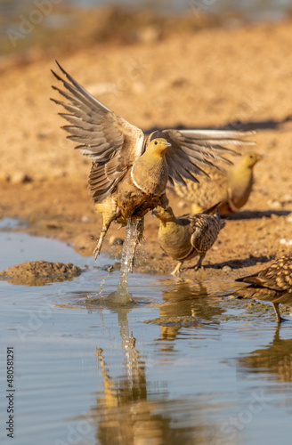 Namaqua Sandgrouse in the Kgalagadi © Kim