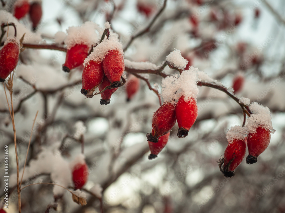 Schneebedeckte rote Früchte der Hagebutte an einen kleinen Zweig. Schneebedeckte rote Früchte der Hagebutte an einen kleinen Zweig.