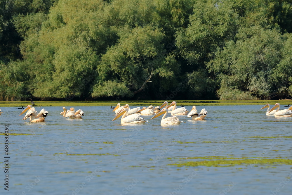 Fototapeta premium a group of pelicans in the Danube Delta, Romania