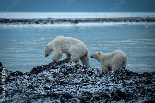Polar bear walks along shore with cub