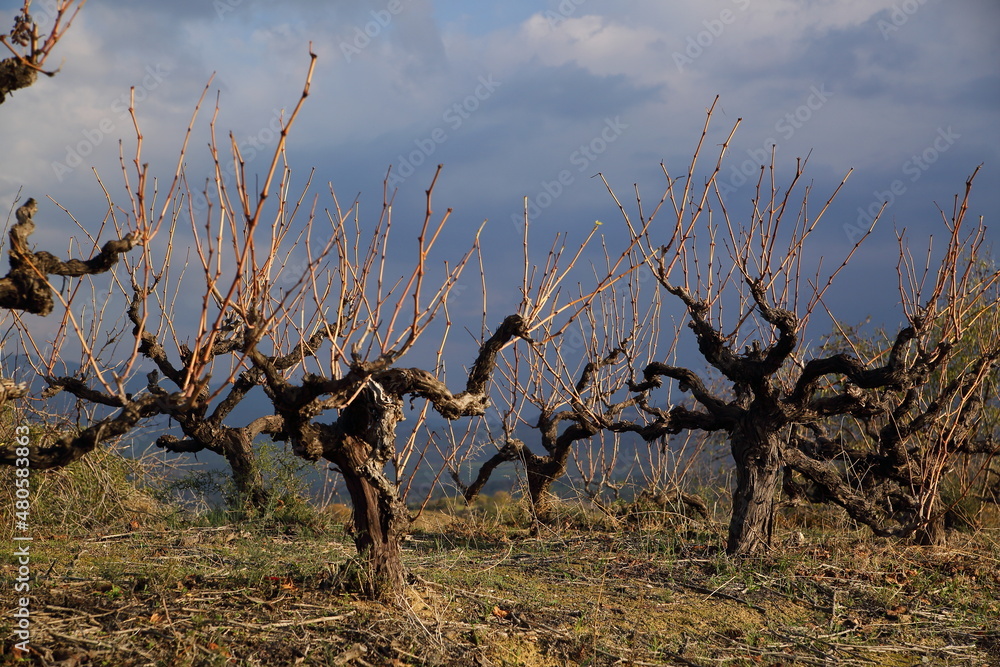 Trees of grapes in winter