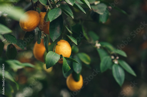 ripe yellow-orange Meyer lemons on a lemon tree. photo
