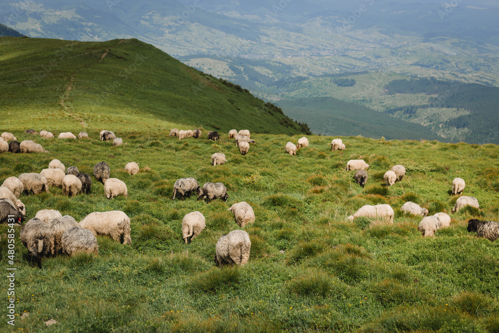 Obraz premium Sheeps in a meadow on green grass. Flock of sheep grazing in a hill. European mountains traditional shepherding in high-altitude fields, beautiful nature