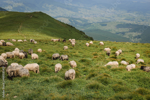 Sheeps in a meadow on green grass. Flock of sheep grazing in a hill. European mountains traditional shepherding in high-altitude fields, beautiful nature