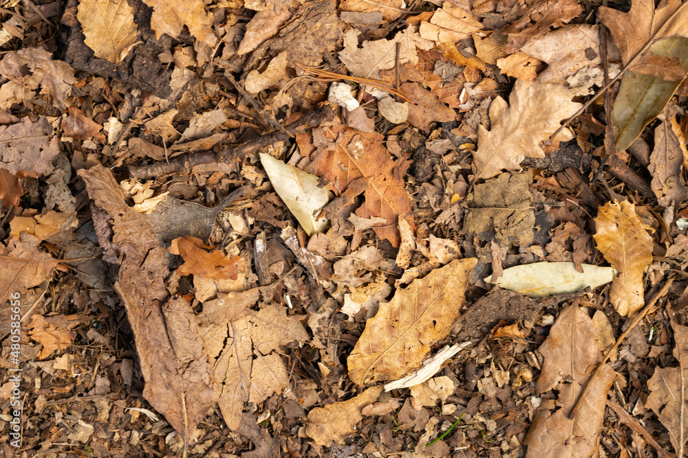 Autumn background with dry leaves Autumn background with dry leaves