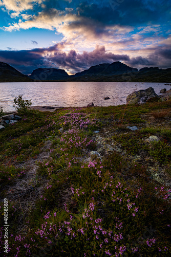Norway Landscape after Sunset Purple Crowberry Flowers with lake Savatn and Kista mountain in the background photo