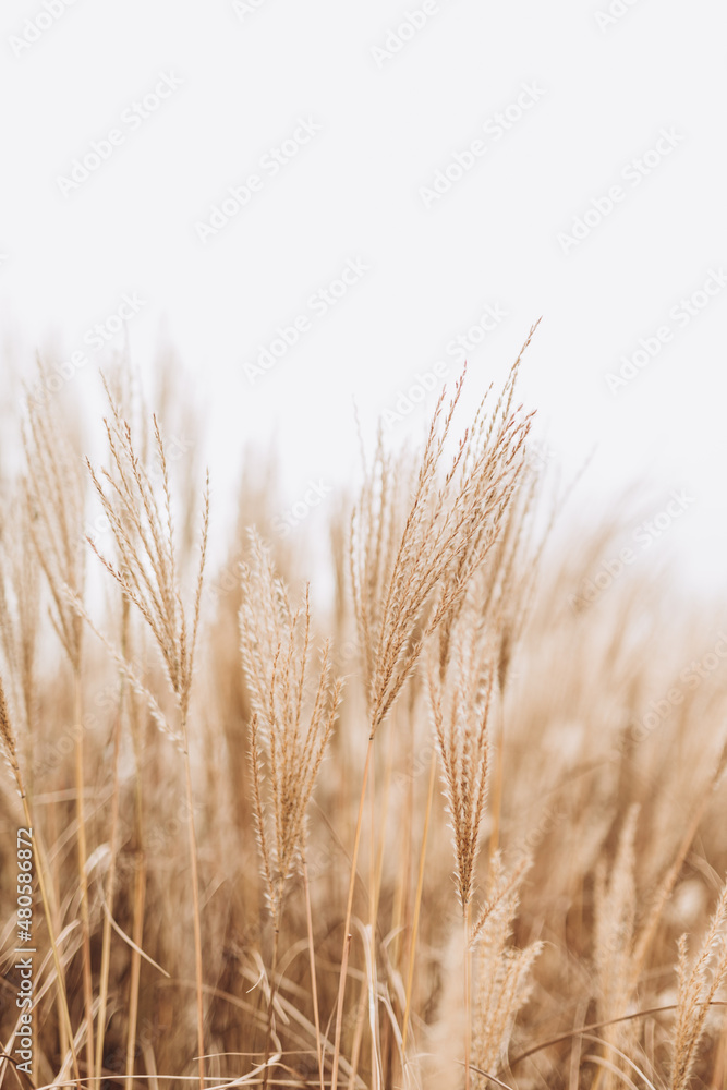 Abstract natural background of soft plants Cortaderia selloana. Pampas grass on a blurry bokeh, Dry reeds boho style. Fluffy stems of tall grass in winter, white background - obrazy, fototapety, plakaty 